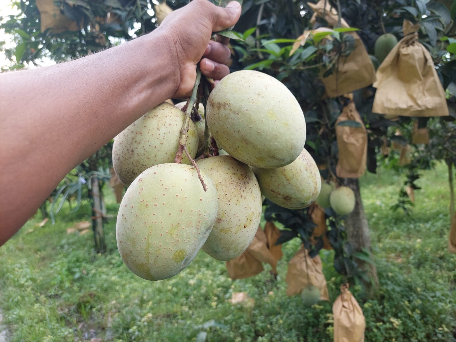 গৌরমতী আম