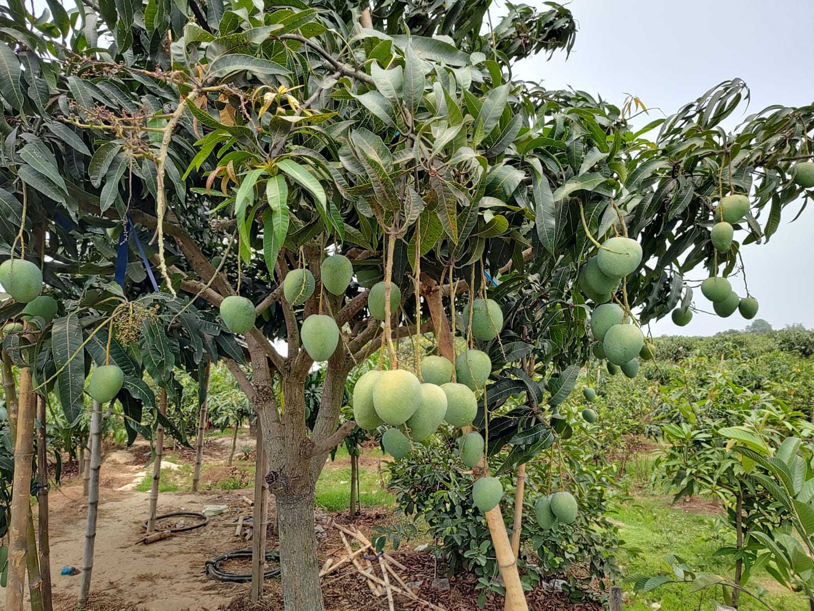 নিজস্ব বাগান, নিজের যত্ন